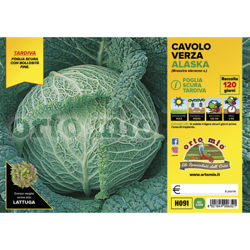 Cavolo Verza Scura tardiva Alaska F1 - 6 piante - Orto Mio en oferta