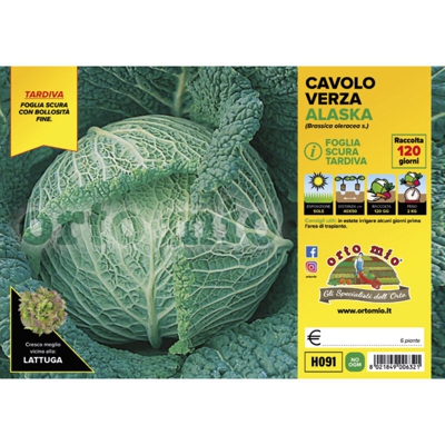 Cavolo Verza Scura tardiva Alaska F1 - 6 piante - Orto Mio