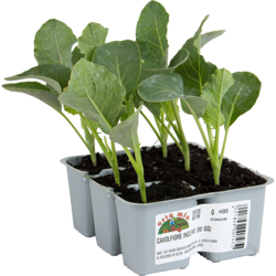 Cavolfiore Novembrino Incline F1 - 6 piante - Orto Mio precio