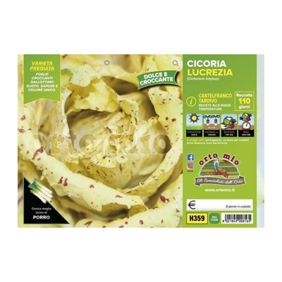 Cicorie e Radicchio Castelfranco tardivo Lucrezia - 9 piante - Orto Mio