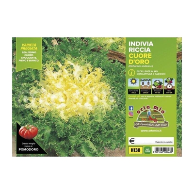 Indivia riccia a cuore d'oro Cigal/Mirna - 9 piante - Orto Mio