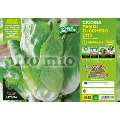 Cicorie e Radicchio pan di zucchero invernale E115 F1 - 9 piante - Orto Mio