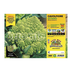 Cavolfiore romanesco tardivo Gitano F1 - 6 piante - Orto Mio características