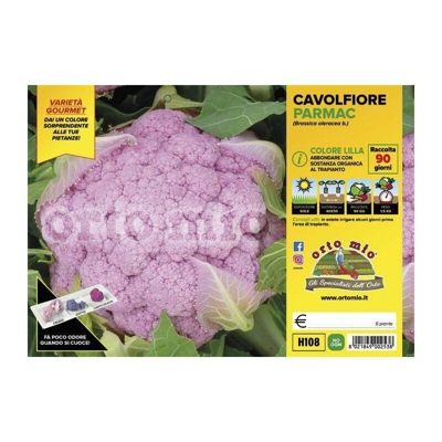 Cavolfiore lilla Lavender F1 - 6 piante - Orto Mio