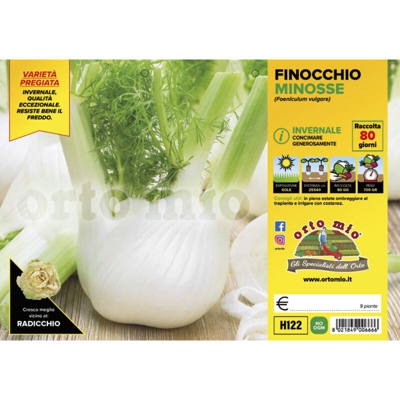 Finocchio invernale Minosse F1 - 9 piante - Orto Mio