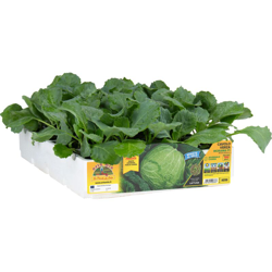 Cavolo verza chiara tardiva Morama F1 - 6 piante - Orto Mio características