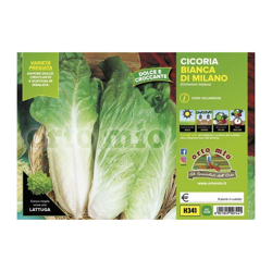 Cicorie e Radicchio bianca di Milano Sumero F1 - 9 piante - Orto Mio en oferta
