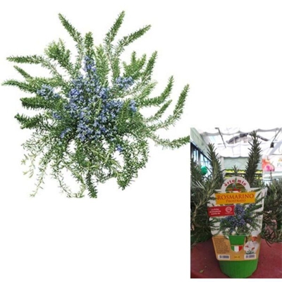 Piante ed erbe aromatiche Rosmarino Prostrato - 1 pianta v.14 cm - Orto Mio