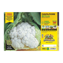Cavolfiore fanese di marzo Scylla F1 - 6 piante - Orto Mio en oferta