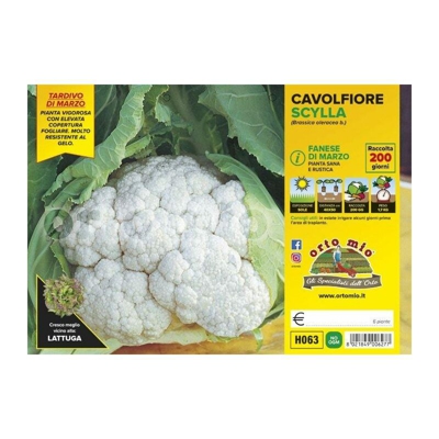 Cavolfiore fanese di marzo Scylla F1 - 6 piante - Orto Mio