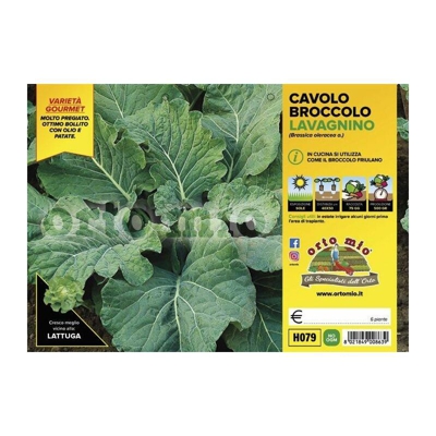 Cavolo broccolo Lavagnino - 6 piante - Orto Mio