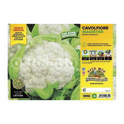 Cavolfiore zone montane Magister F1 - 6 piante - Orto Mio en oferta
