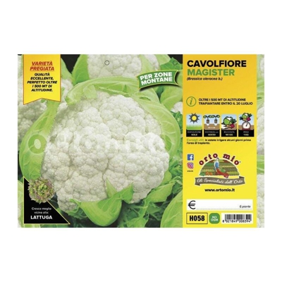 Cavolfiore zone montane Magister F1 - 6 piante - Orto Mio