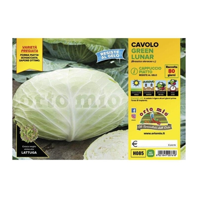 Cavolo Cappuccio Piatto Green Lunar F1 - 6 piante - Orto Mio