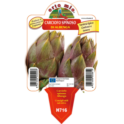 Carciofo spinoso di Albenga - 1 pianta v. 10 cm - Orto Mio en oferta