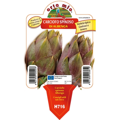 Carciofo spinoso di Albenga - 1 pianta v. 10 cm - Orto Mio