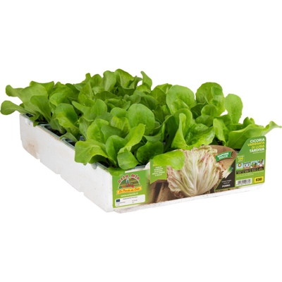 Cicorie e Radicchio variegata di Lusia tardivo - 9 piante - Orto Mio