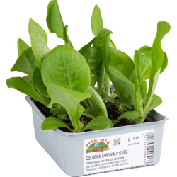 Cicorie e Radicchio rossa di Verona tardiva Cologna - 9 piante - Orto Mio precio