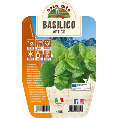 Basilico Artico - 1 pianta v.14 cm - Orto Mio