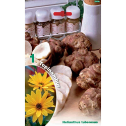 Topinambur helianthus tuberosus - 1 Bulbo precio