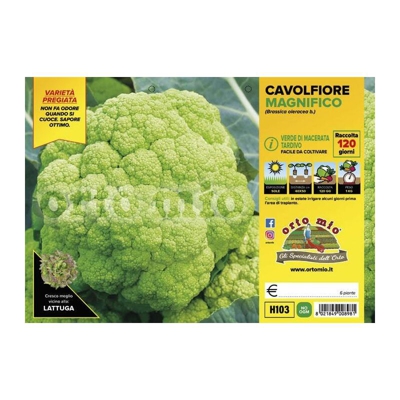 Cavolfiore Macerata tardivo Emeraude F1 - 6 piante - Orto Mio