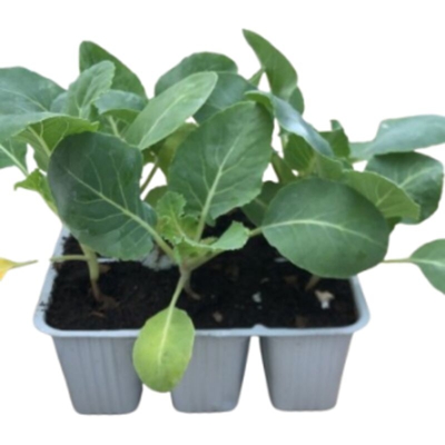 Cavolfiore resistente all′ernia del cavolo Clarify F1 - 6 piante - Orto Mio