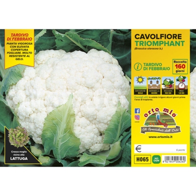 Cavolfiore tardivo di febbraio Triomphant F1 - 6 piante - Orto Mio