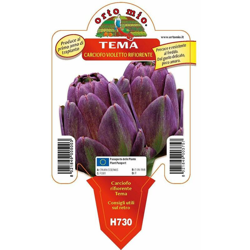 Carciofo violetto rifiorente Tema - 1 pianta v.10 cm - Orto Mio en oferta
