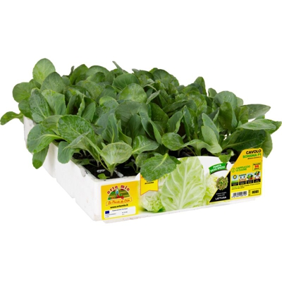 Cavolo cappuccio cuore verde Sonsma F1 - 6 piante - Orto Mio