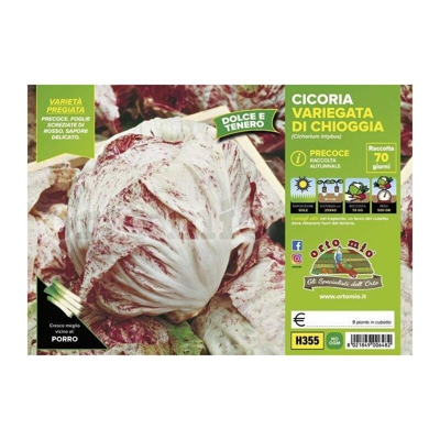 Cicorie e Radicchio variegata di Chioggia precoce - 9 piante - Orto Mio