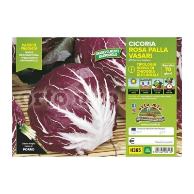 Cicorie e Radicchio rossa di Chioggia autunnale Vasari F1- 9 piante - Orto Mio