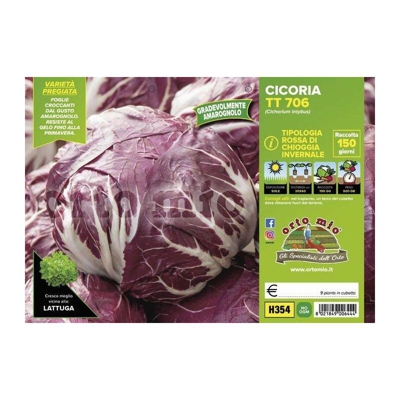 Cicorie e Radicchio rossa di chioggia invernale TT 706 - 9 piante - Orto Mio