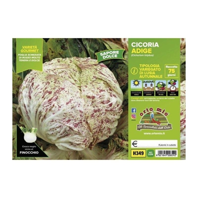 Cicorie e Radicchio variegata di Lusia Autunnale Adige - 9 piante - Orto Mio