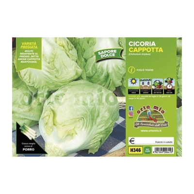 Cicorie e Radicchio bianca cappotta mantovana sel. Felsinea - 9 piante - Orto Mio