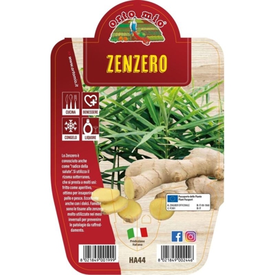 Zenzero - 1 pianta in v.14 cm - Orto mio