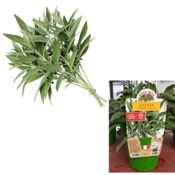 Salvia Foglia Stretta - 1 pianta v.14 cm - Orto Mio características