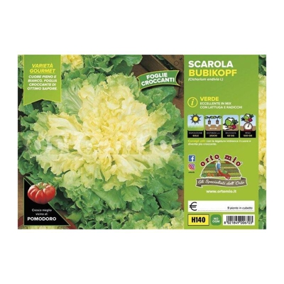 Indivia scarola verde Bubikopf Stratego - 9 piante - Orto Mio