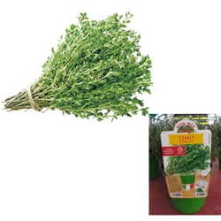 Orto Mio AROMATICA TIMO CLASSICO - Vaso da Cm.14 características