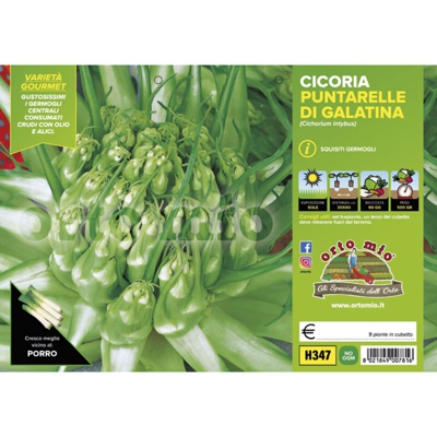 Cicorie e Radicchio Puntarelle di Galatina - 9 piante - Orto Mio