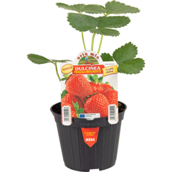 Fragola rifiorente Charlotte quattro stagioni - 1 pianta vaso - Orto Mio en oferta
