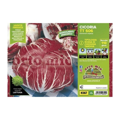Cicorie e Radicchio rossa di Chioggia tardiva TT 506 - 9 piante - Orto Mio