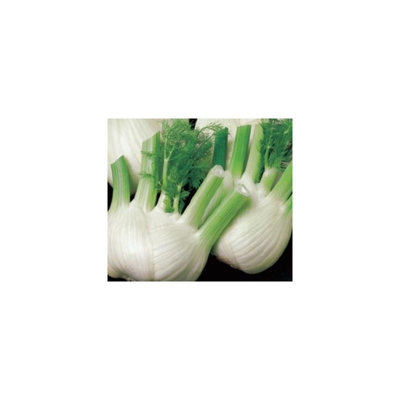 Finocchio autunnale Guttuso F1 - 9 piante - Orto Mio