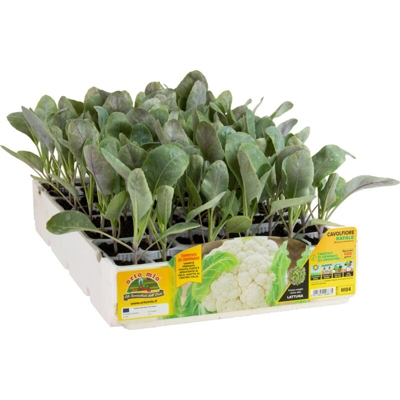 Cavolfiore tardivo di gennaio Rafale F1 - 9 piante - Orto Mio