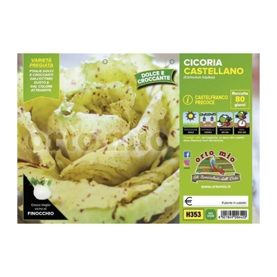 Cicorie e Radicchio Castelfranco precoce Castellano - 9 piante - Orto Mio