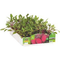 Bietola da orto Detroit Moneta F1 - 6 piante - Orto Mio en oferta