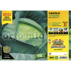 Cavolo Cappuccio Gigante Cheers F1 - 6 piante - Orto Mio características