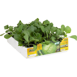 Cavolo Cappuccio da Crauto Varazdin - 6 piante - Orto Mio en oferta