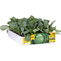 Cavolo verza chiara autunnale Savoy King F1 - 6 piante - Orto Mio precio