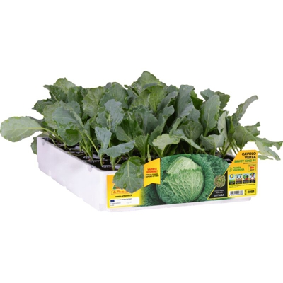 Cavolo verza chiara autunnale Savoy King F1 - 6 piante - Orto Mio