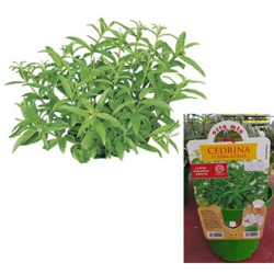 Cedrina o Erba Luigia - 1 pianta vaso 14 cm - Orto Mio precio